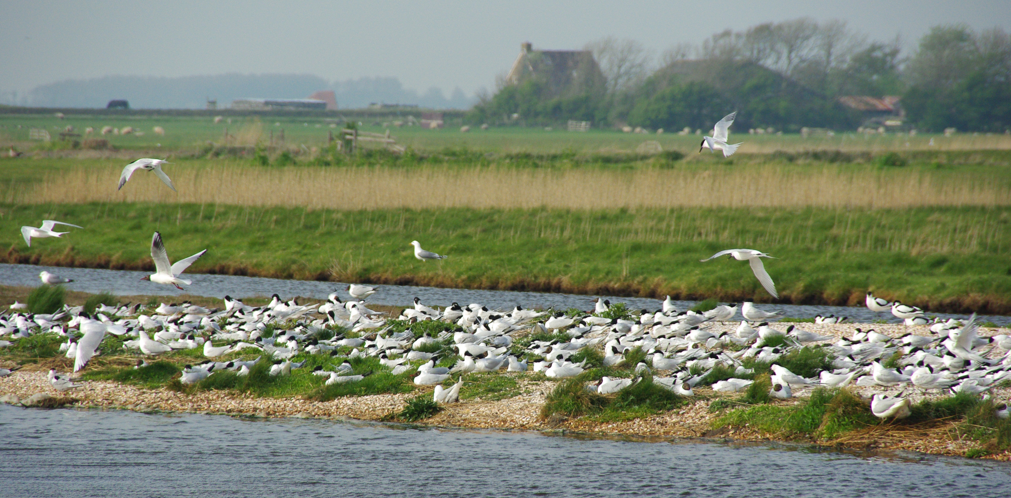 Kolonie grote sterns op Petten | © Foto Fitis, www.fotofitis.nl