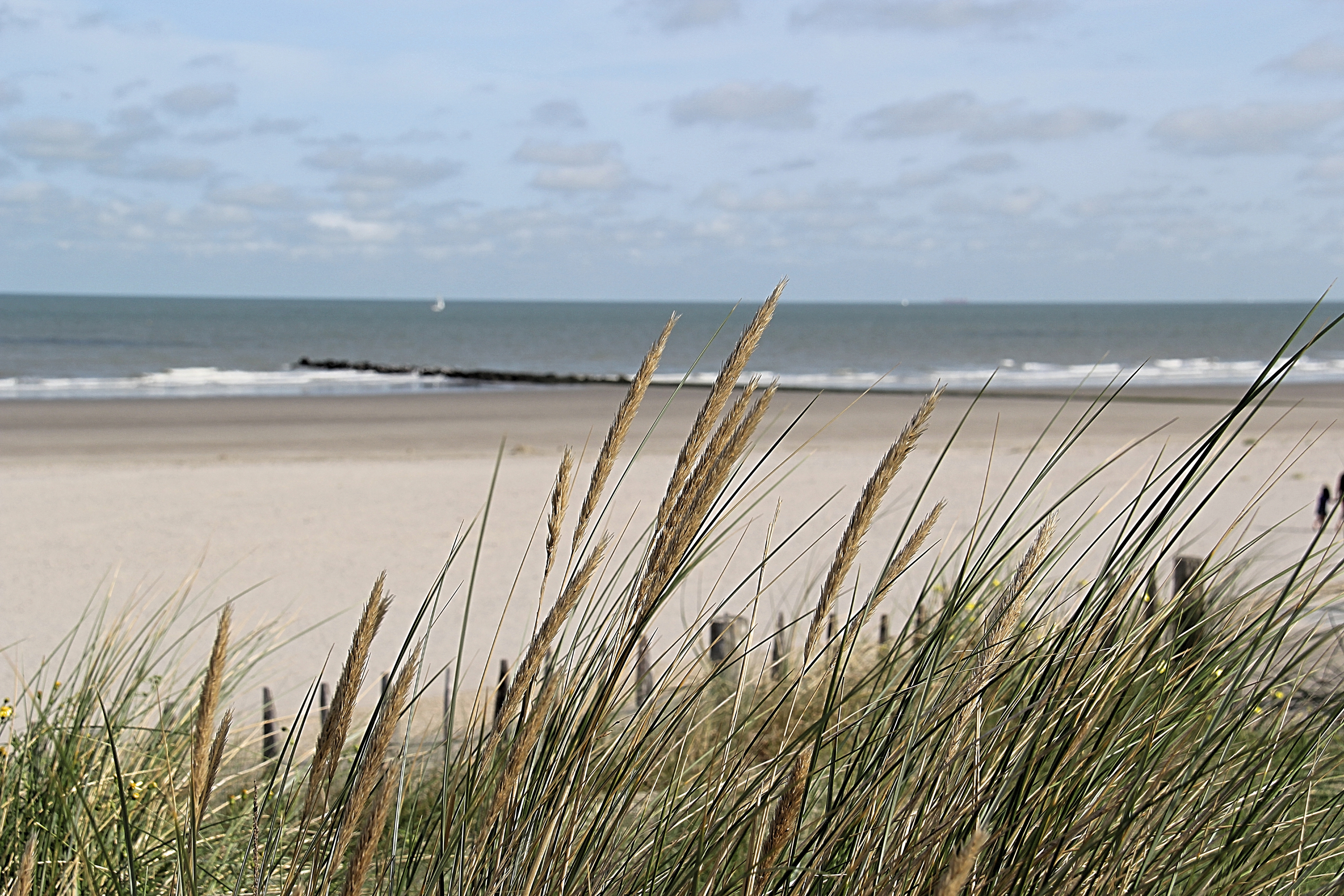 Typisch zandstrand in Belgie | © VLIZ, Leontien De Wulf