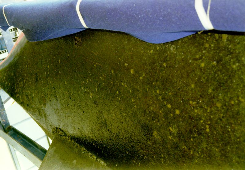 Aangroei onder de waterlijn | © Ecomare, M. Tromp
