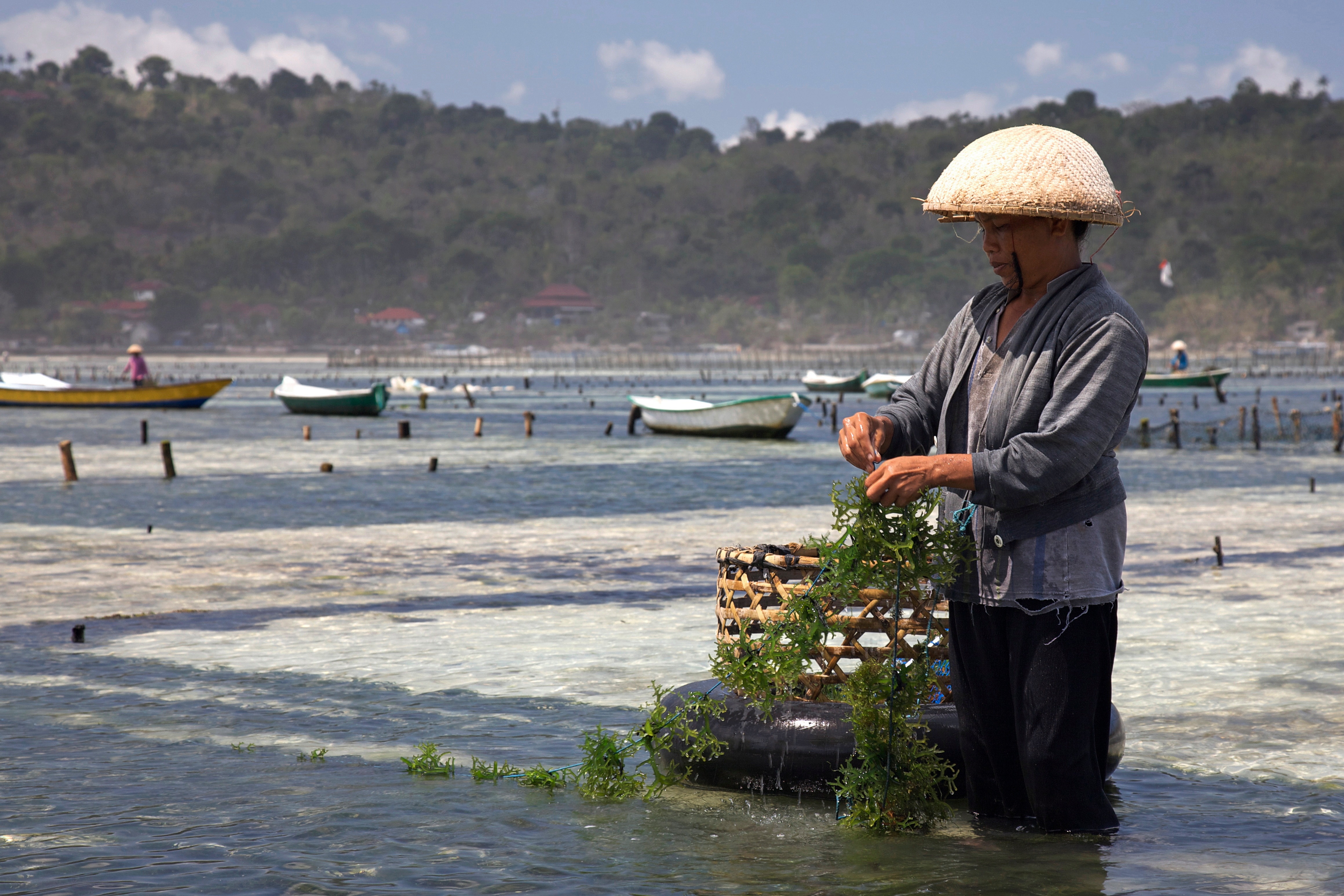 Zeewierkweek in Bali | CC BY-SA 2.0 Jean-Marie Hullot, Wikimedia Commons