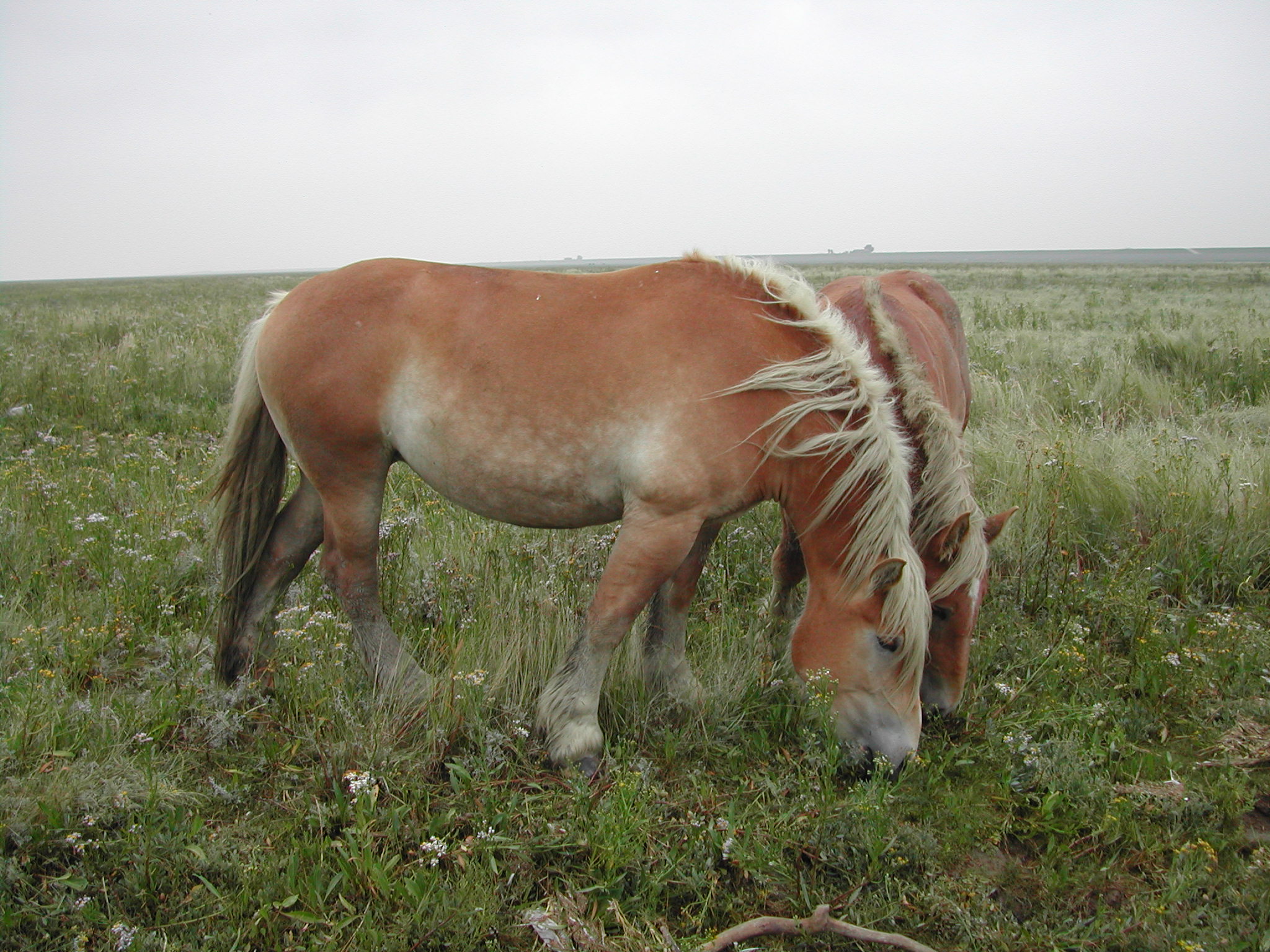 Paarden op de kwelder | © Ecomare