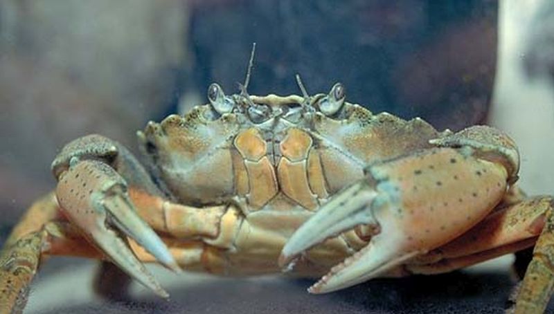 Krab | © Johan Krol, Archief Natuurcentrum Ameland