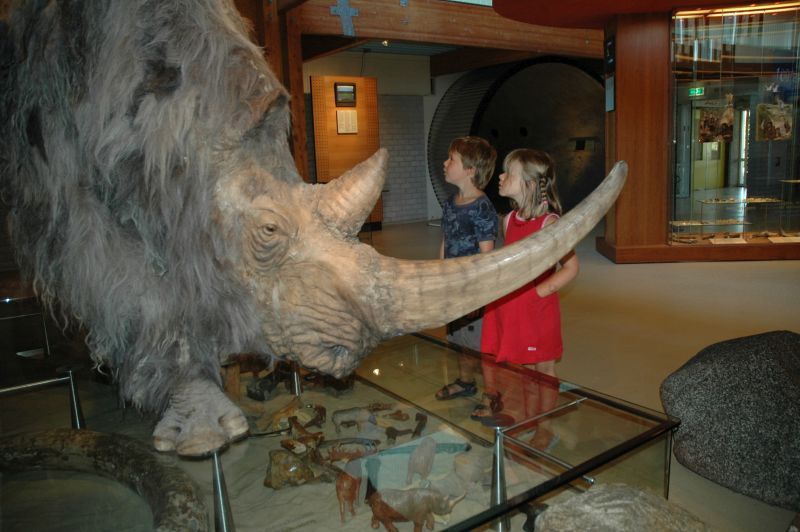 Wolharige neushoorn expositie | © Ecomare