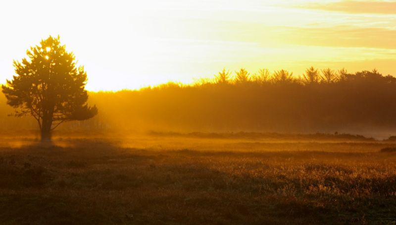 Heide bij Mientje | © Foto Fitis, Sytske Dijksen