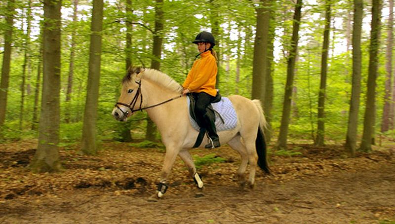 Ruiter in het bos | © Foto Fitis, Sytske Dijksen