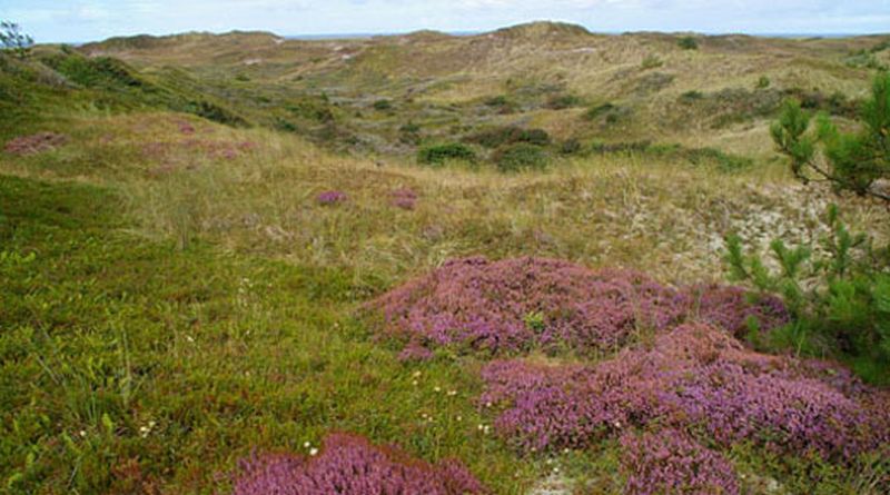 Setingduinen | © Foto Fitis, Sytske Dijksen