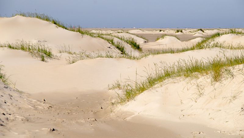 Helmduintjes in de Hors | © Foto Fitis, Sytske Dijksen