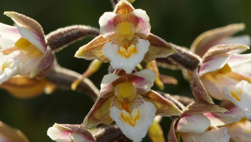 Moeraswespenorchis | © Ecomare, foto Fitis, Sytske Dijksen