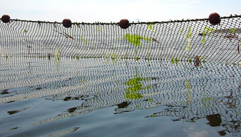 Kieuwnet | © Ecomare, Foto Fitis, Sytske Dijksen
