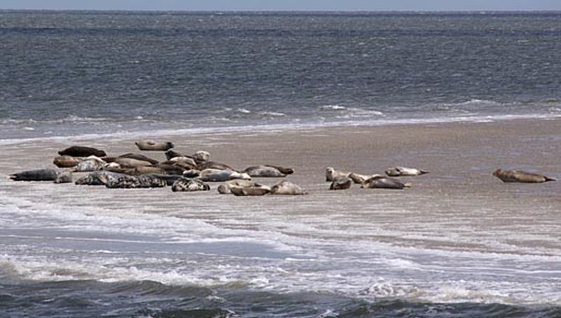 Zeehondenbank | © Ecomare, Foto Fitis, Sytske Dijksen