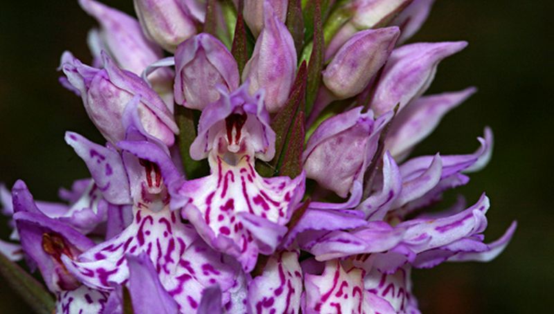 Gevlekte orchis | © Foto Fitis, Sytske Dijksen