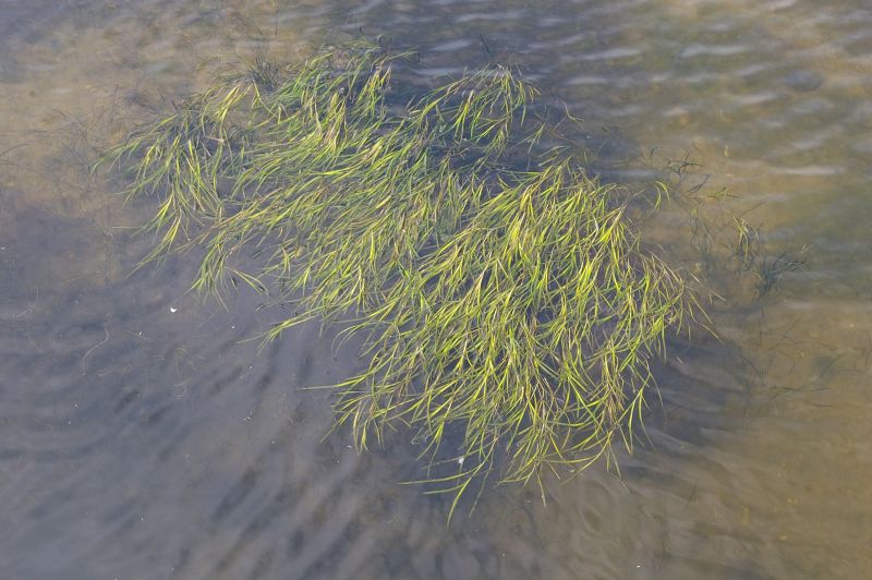 Zeegras | © Ecomare, Foto Fitis, Sytske Dijksen