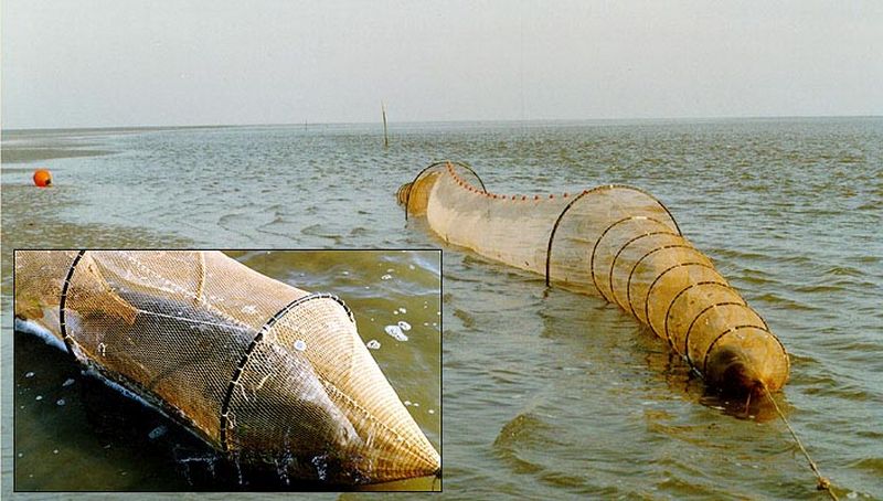 Schietfuik met verdronken zeehond (Griend) | © Ecomare, Ter beschikking gesteld door Jan van Dijk