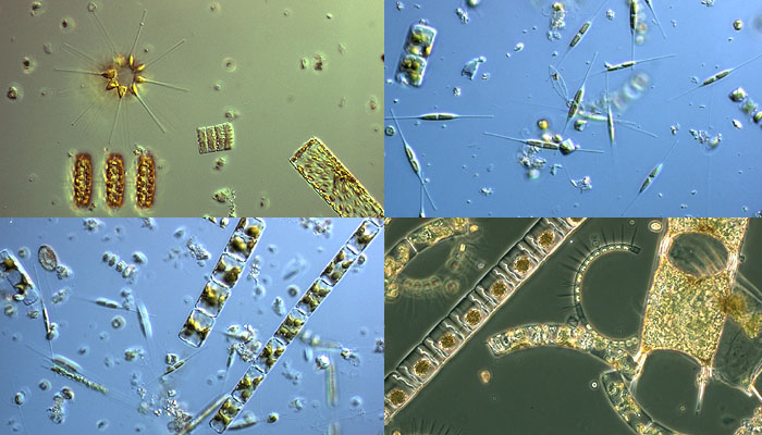 Verschillende soorten fytoplankton | © Koninklijk NIOZ, www.nioz.nl