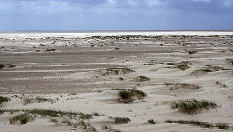 Pionierduintjes | © Martin schoemakers, archief bezoekerscentrum Schiermonnikoog