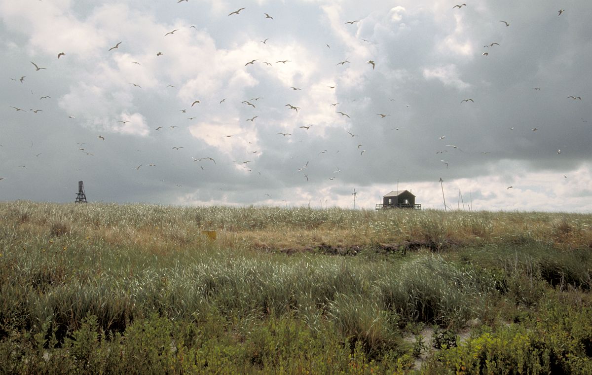 Kokmeeuwen boven Griend | © Ecomare