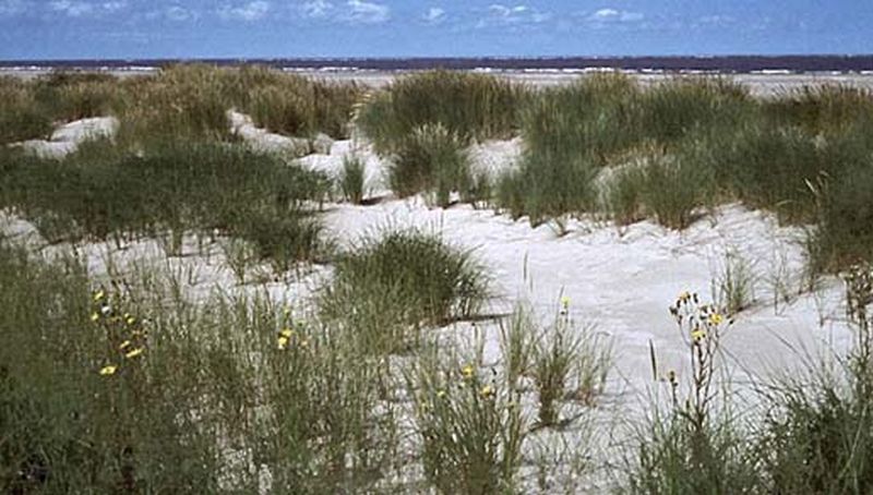Begroeid strand | © Martin Schoemaker, archief bezoekerscentrum Schiermonnikoog