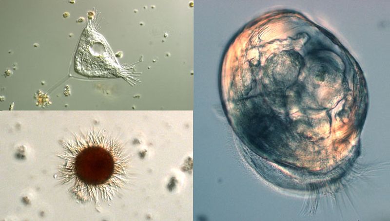 Zoöplankton | © NIOZ, www.nioz.nl
