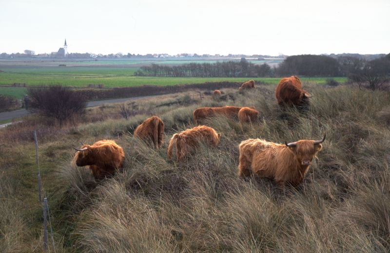Schotse hooglanders | © Foto Fitis, www.fotofitis.nl