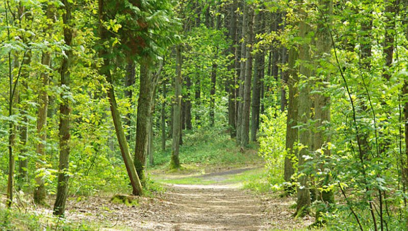 Hoornse Bos | © Foto Fitis, Sytske Dijksen