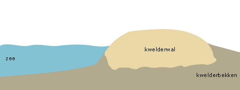 Kwelderwal | © Ecomare