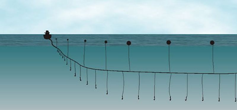 Longline visserij | © Ecomare, Oscar Bos