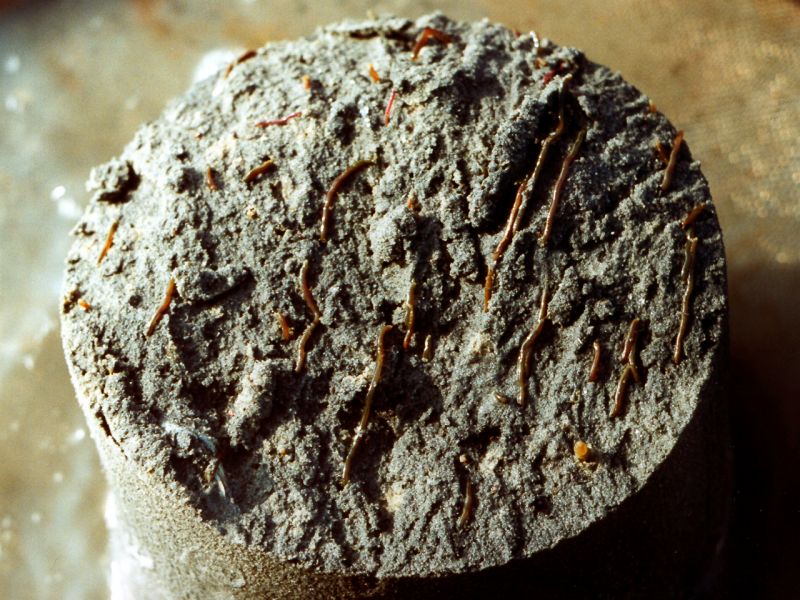 Marenzelleria | © Ecomare
