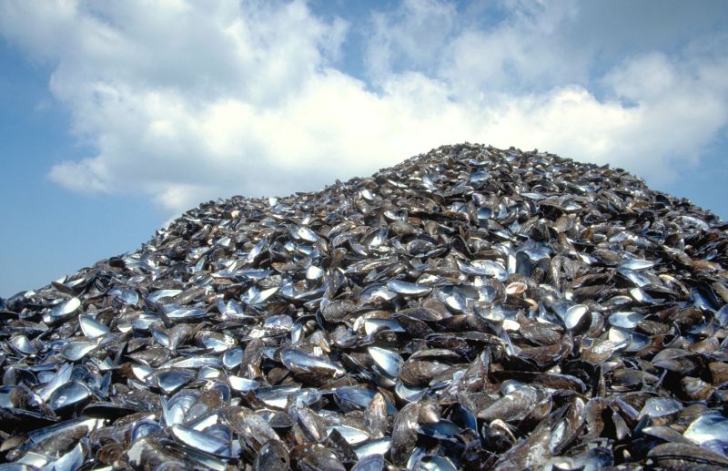 Berg mosselschelpen | © Ecomare, Sytske Dijksen