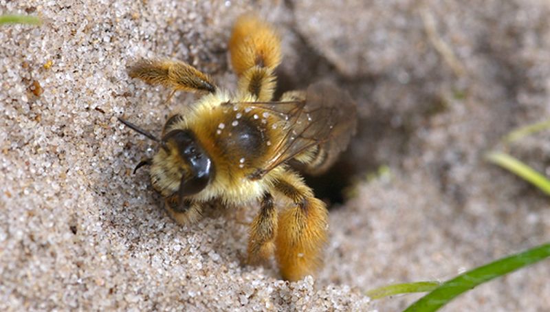 Pluimvoetbij bij de Zandkuil | © Foto Fitis, Sytske Dijksen