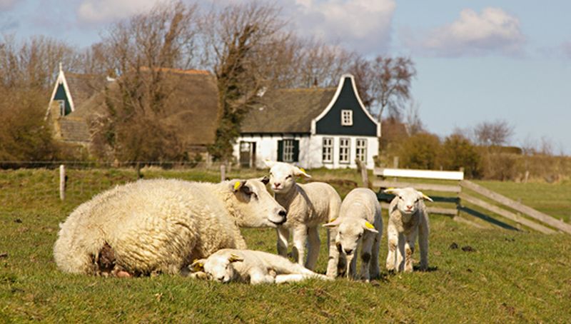 Schaapjes in de wei | © Foto Fitis, Sytske Dijksen