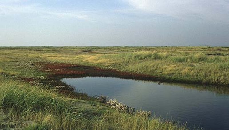 Oosterkwelder | © Martin Schoemaker, archief bezoekerscentrum Schiermonnikoog