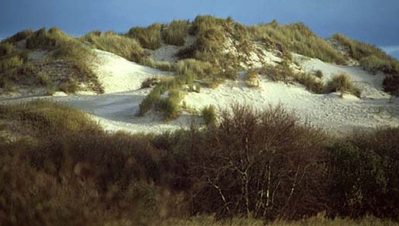 Duinen op Schiermonnikoog | © Ecomare