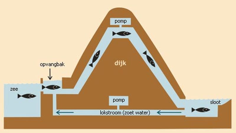 Stekelbaarspassage | © Ecomare , Gerbrand Gaaff