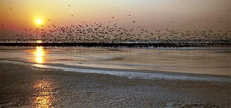 Trekvogels boven de Noordsvaarder | © George Visser