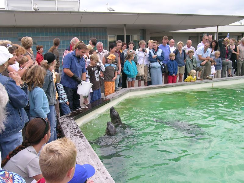 Zeehonden voeren op Ecomare | © Ecomare