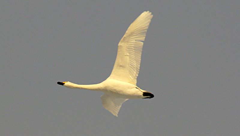 Kleine zwaan | © Foto Fitis, Sytske Dijksen